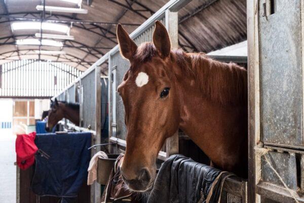 Hoe vaak moet je een paardendeken wassen?